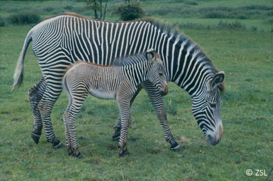 zsl.jpg