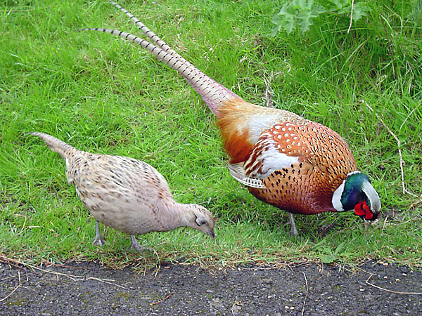 Male_and_female_pheasant.jpg