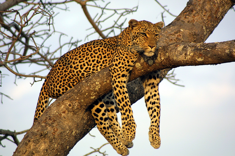 ngala_private_game_reserve.jpg