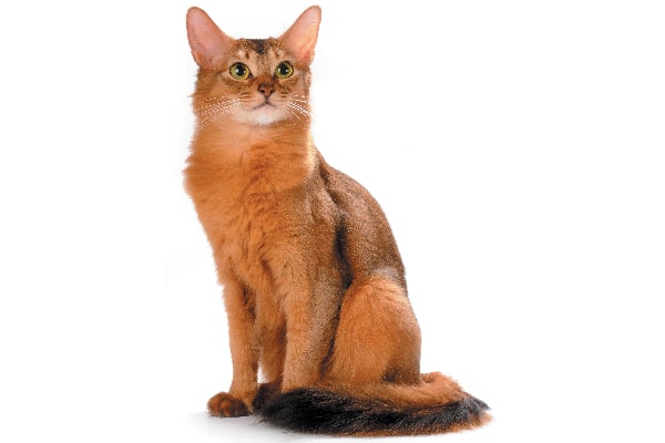 Somali-cat-full-length.jpg