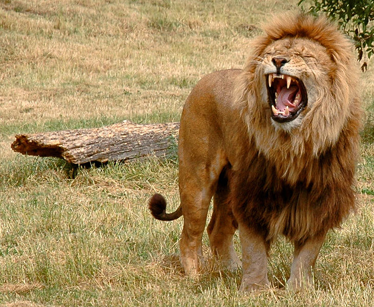 729px-Just_one_lion.jpg