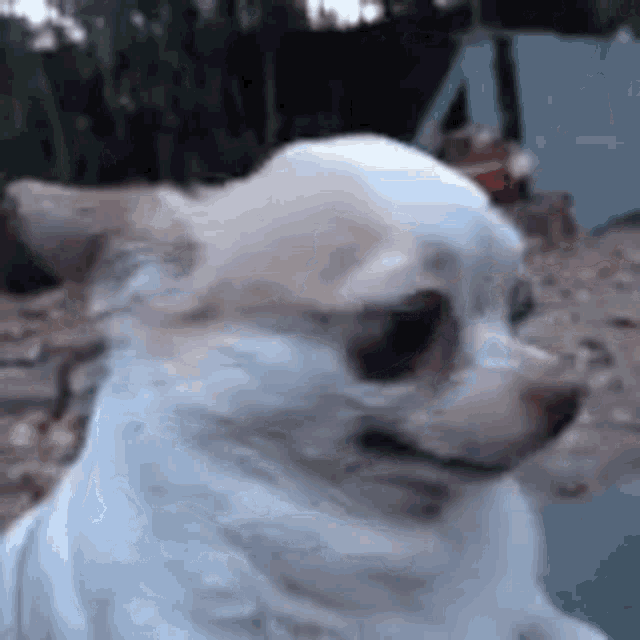 dog-uncomfortable.gif
