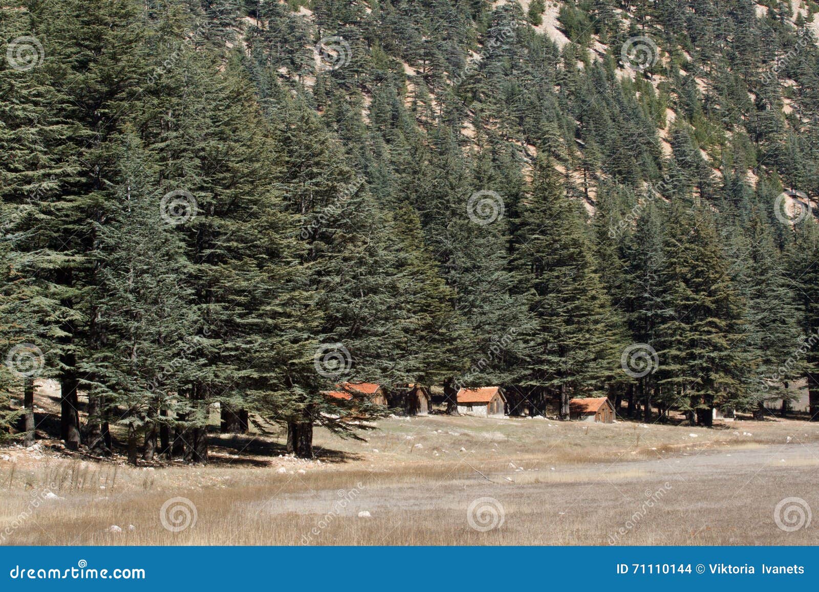 lebanese-cedar-tree-forest-peak-mountains-turkey-71110144.jpg