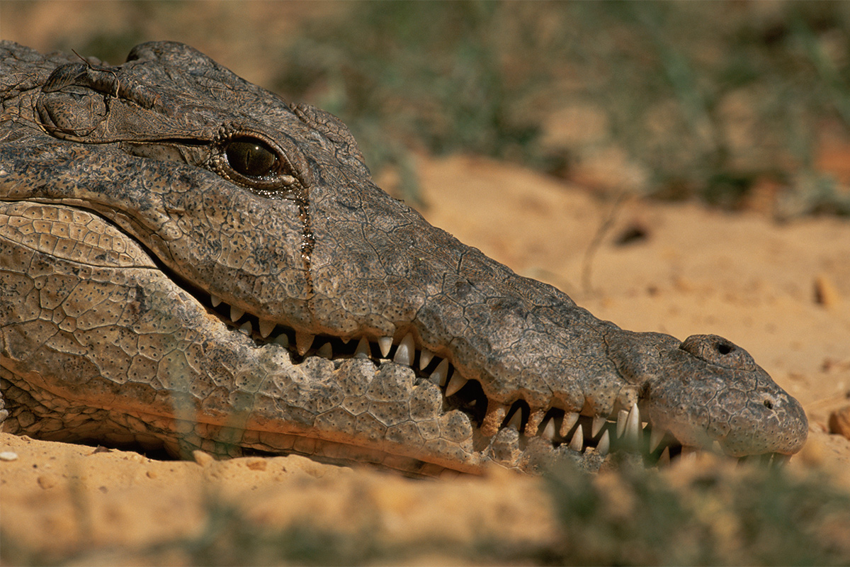 crocodile-tears-1200x800.jpg