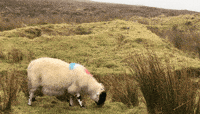 200w.gif