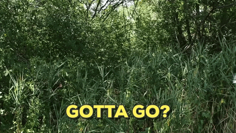 giphy.gif