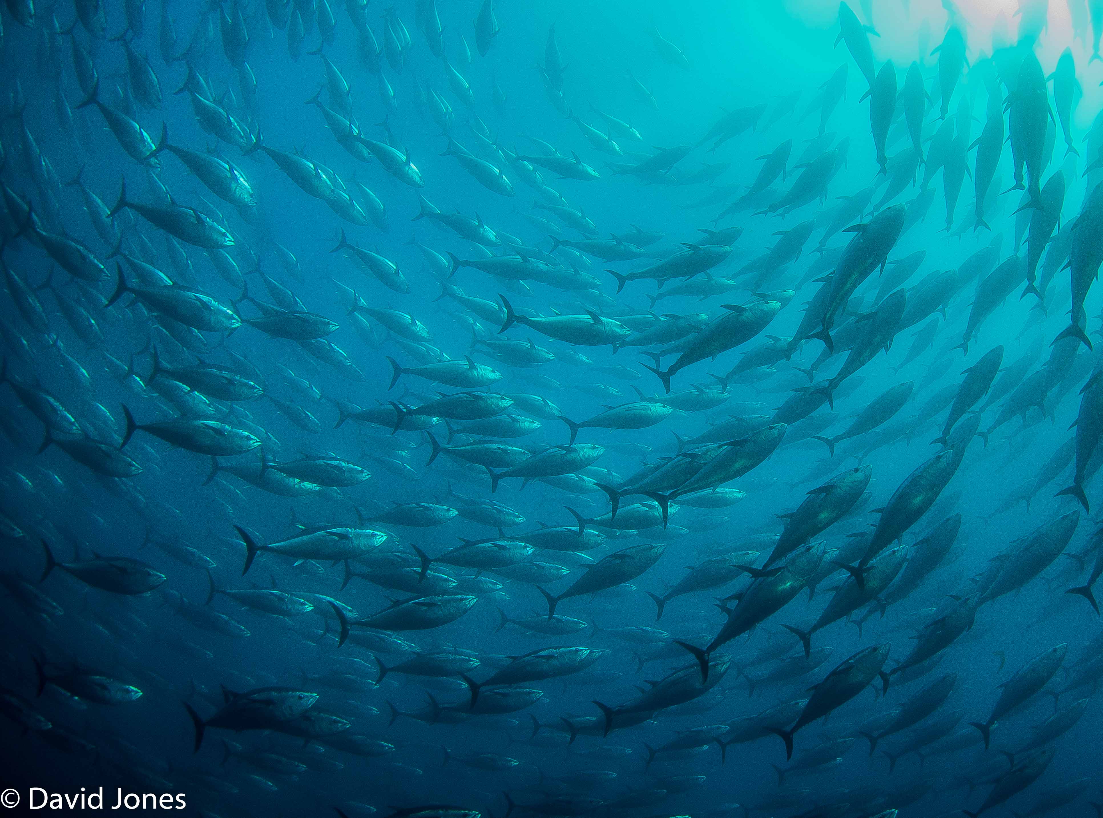 bluefin-tuna-swirling.jpg