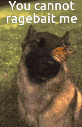 Ragebait Meme - Ragebait - Discover & Share GIFs