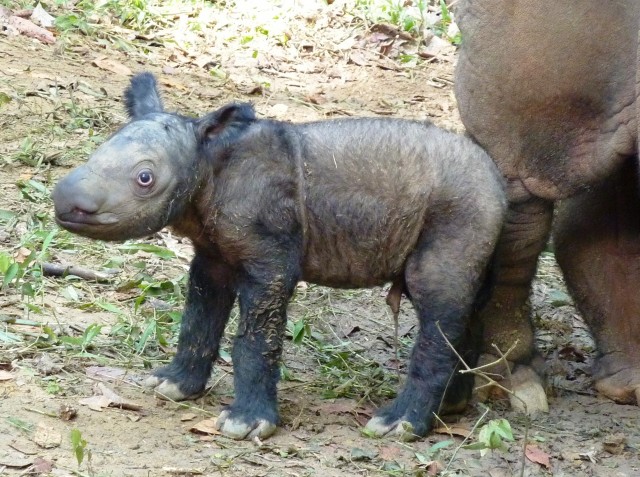 Baby-Sumatran-Rhinoceros.jpg