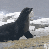 Hungry Natures Great Events GIF by BBC America