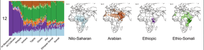 Ethio-Somali_component.png