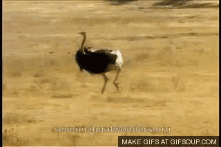 tenor.gif