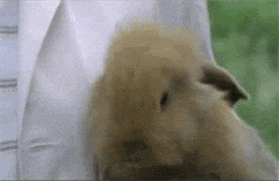 Rabbit Love GIF