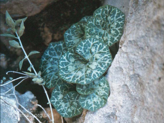 Habitat-somalense.jpg