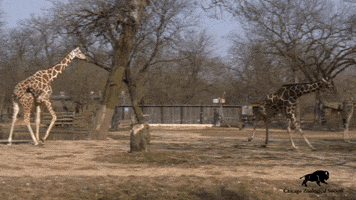 200.gif