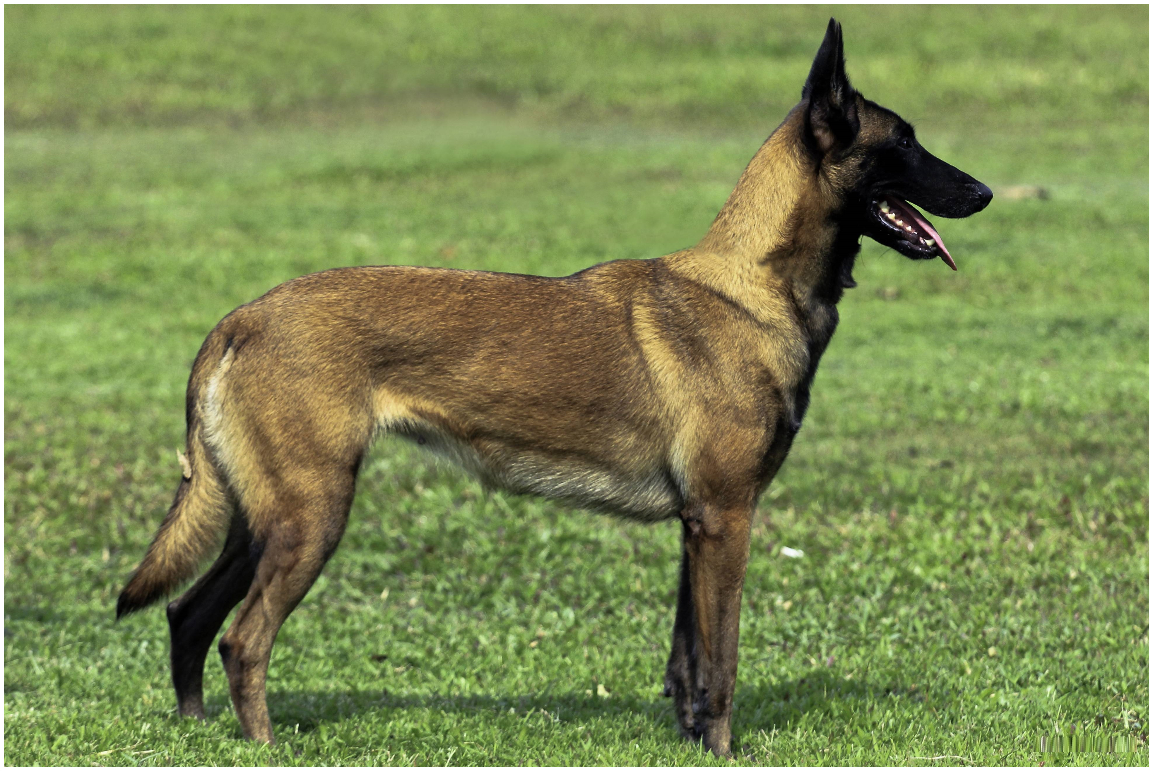 Belgian-Malinois-2.jpg