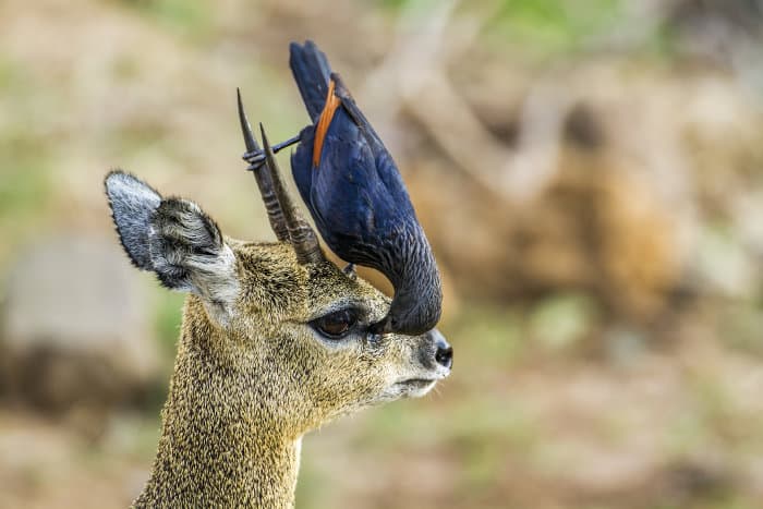 red-winged-starling-and-klipspringer.jpg