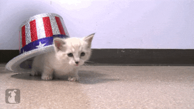 giphy.gif