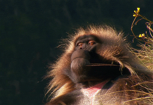 Glorious-Determined-Geleda-Baboon-Gif.gif