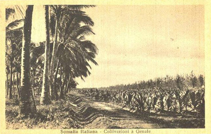 coltivazione_genale_somalia_italiana.jpg