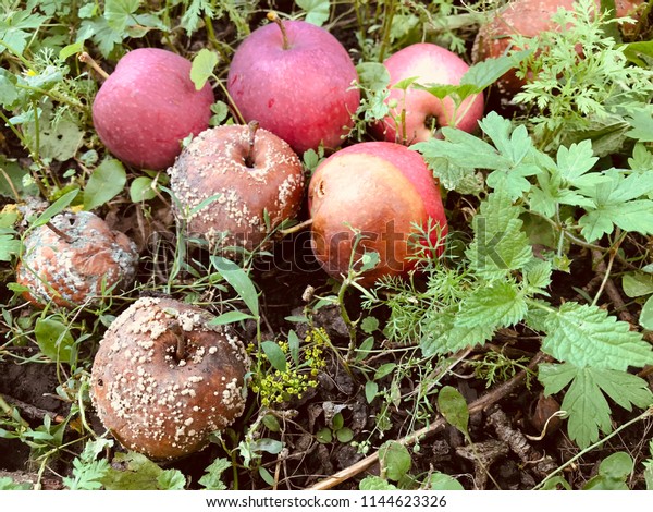 decomposing-red-apples-fallen-on-600w-1144623326.jpg