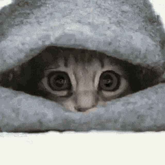hiding-kitty.gif