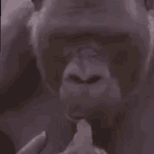 Thinking Gorilla GIFs | Tenor