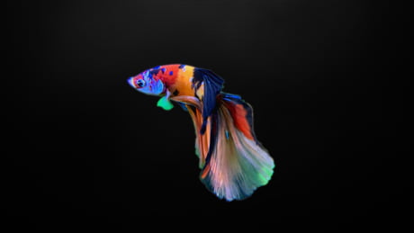 Betta fish