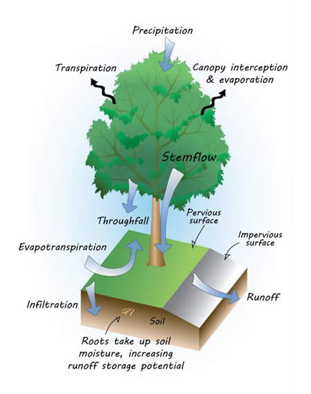 sur-trees-2.jpg