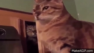 WbHuq4.gif