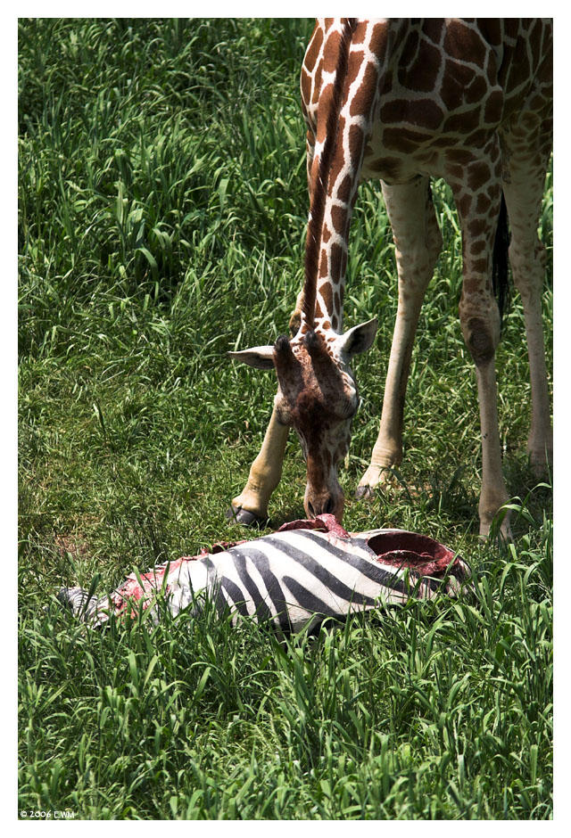 meat_eating_giraffe_by_ewm.jpg