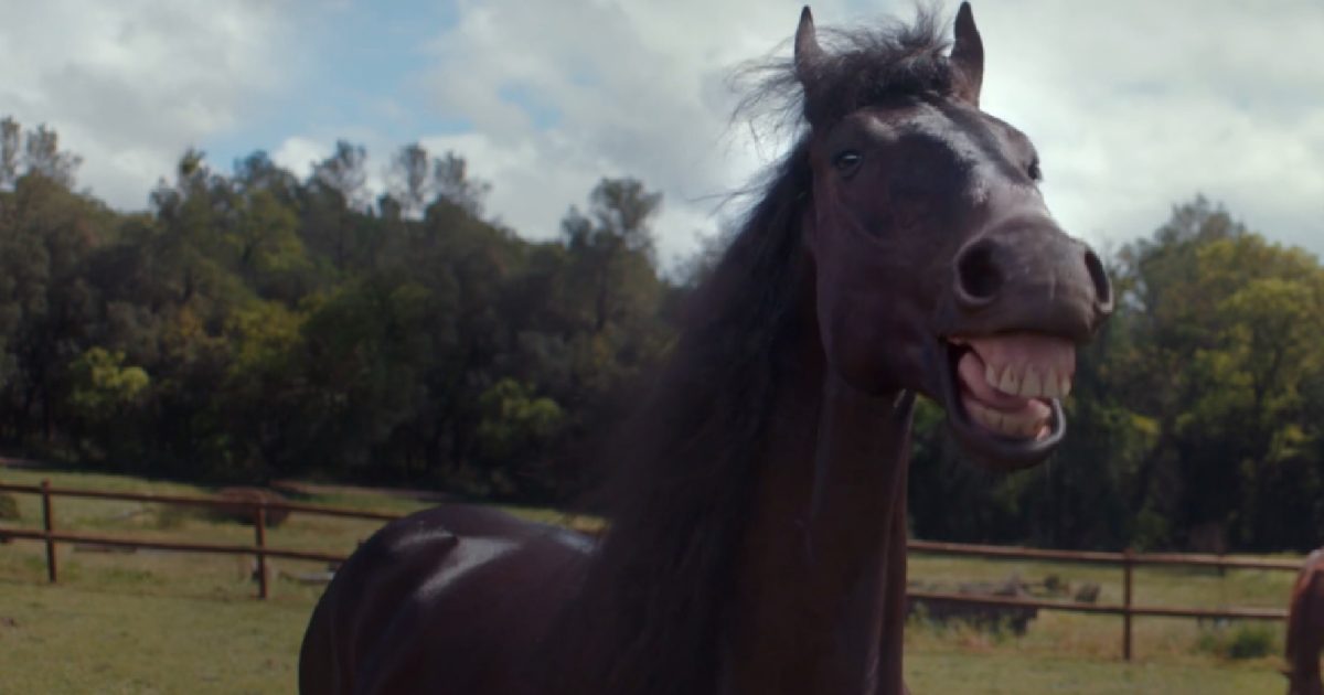 horses-laugh-themselves-to-death-at-drivers-bad-trailer-parking-skills-COVER-1200x630.jpg