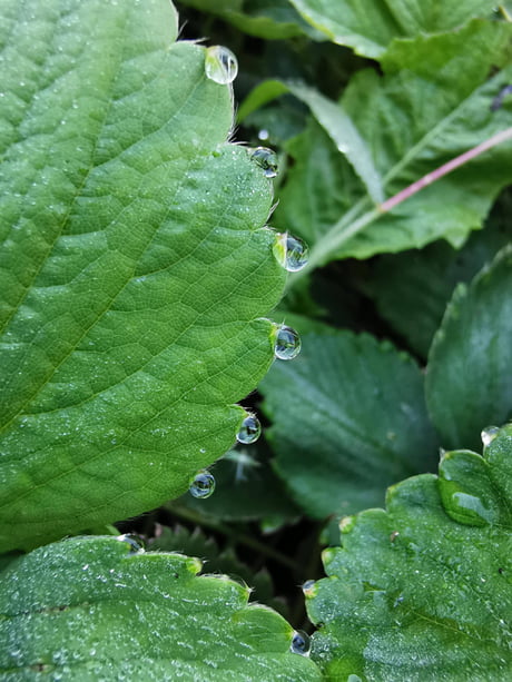 Rain on a leaf