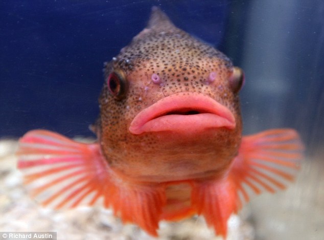 fishlips2.jpg