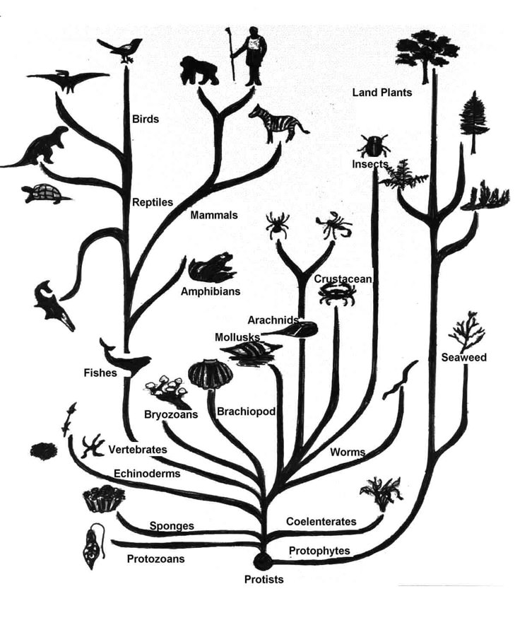77a1e2238319f8f1dfc85f2a3a5bf43d--science-art-life-science.jpg