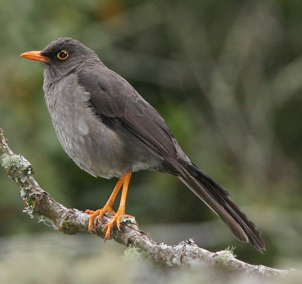 somali_thrush_turdus_ludoviciae.jpg