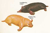 marsupial-versus-placental-mole.jpg