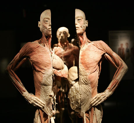bodies+split+051118_cadaver.jpg