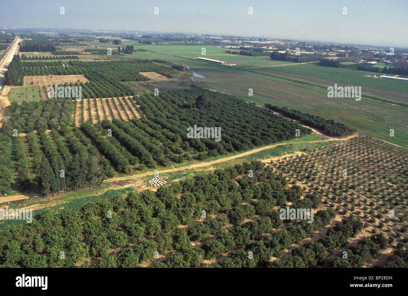 2087-the-sharon-area-flatlands-of-central-israel-orange-groves-and-BP28DH.jpg