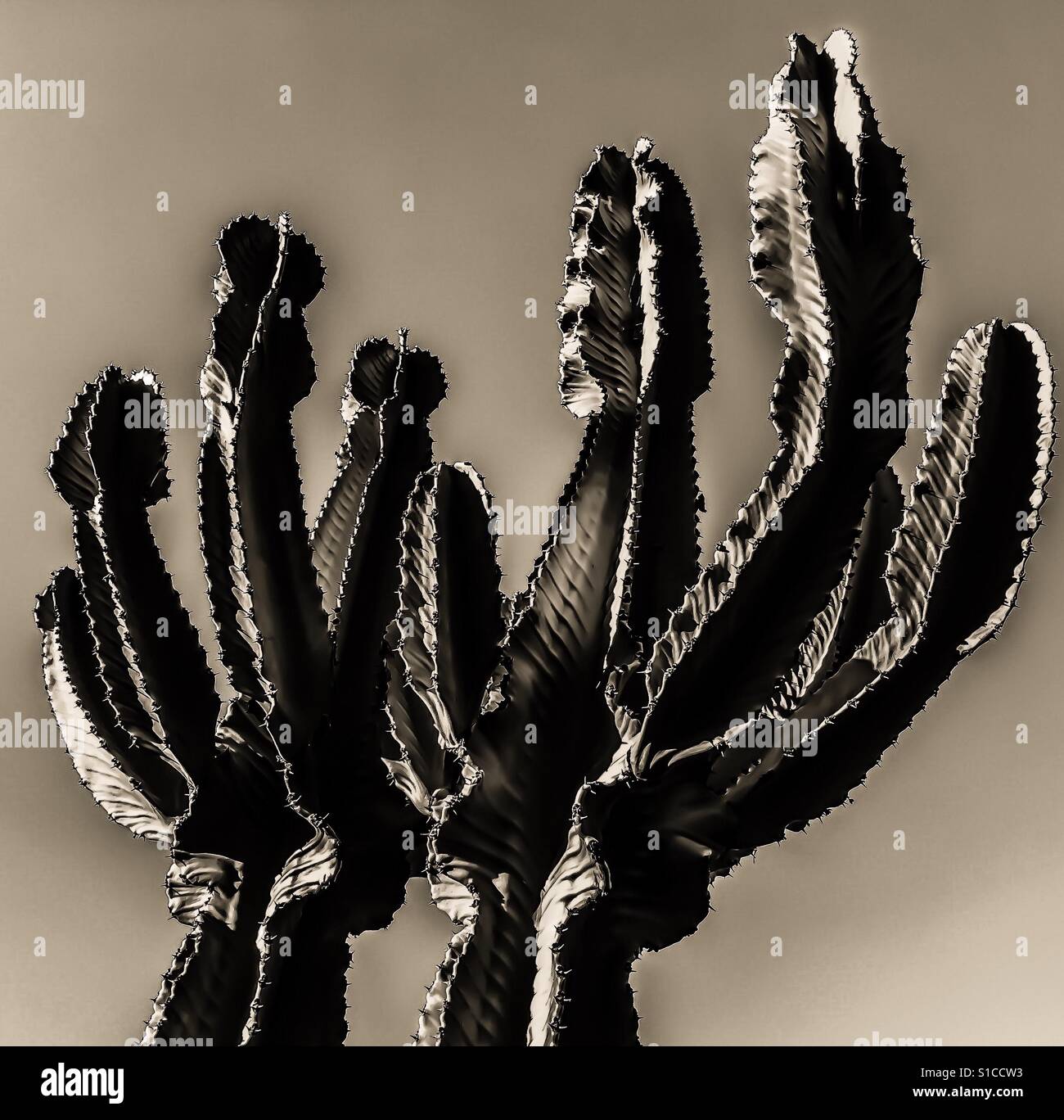 thorny-cacti-hands-S1CCW3.jpg