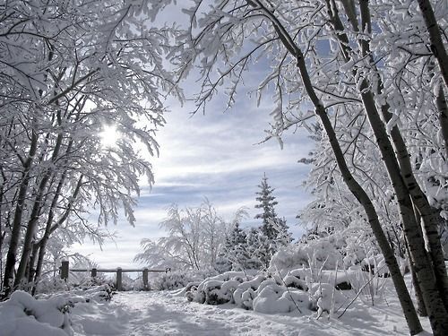 Winterwonderlands2.jpg