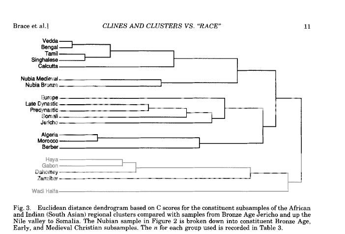 Cranio-MetricBrace1993dendrogram2.jpg