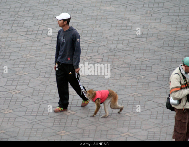 man-with-a-monkey-on-a-lead-in-the-jemaa-el-fna-square-marrakech-morocco-ahndnb.jpg