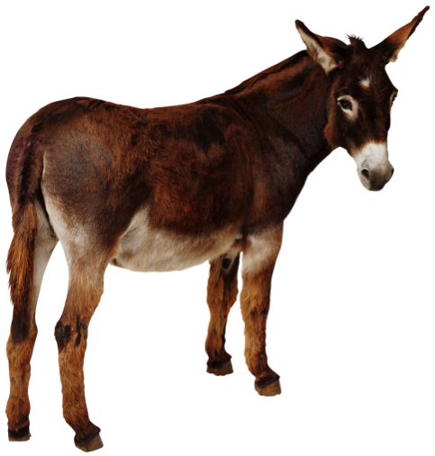 donkey_PNG30.png