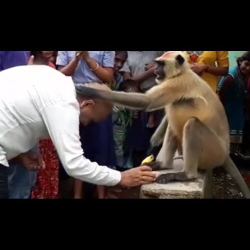 this-langur-resembles-lord-hanuman-and-giving-his-blessings-to-people-video-goes-viral_1500704625.jpeg