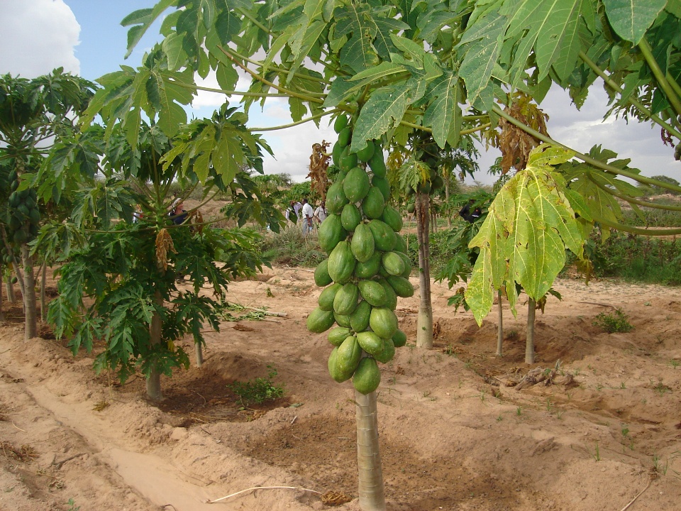 Small%20scale%20irrigation%20near%20Hargeisa.JPG