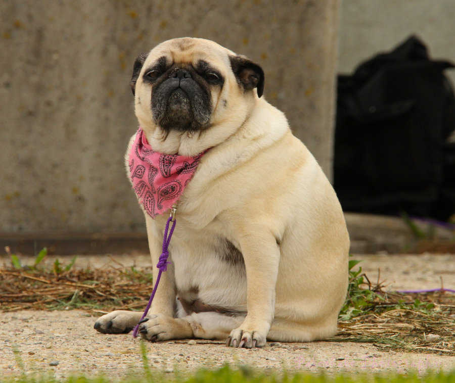 fat-pug-dog.jpg