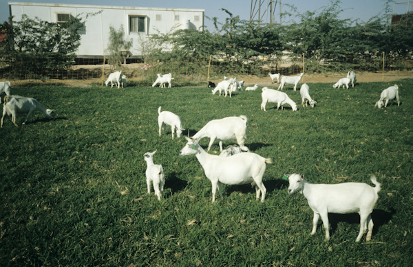 experimental-somali-goat-2