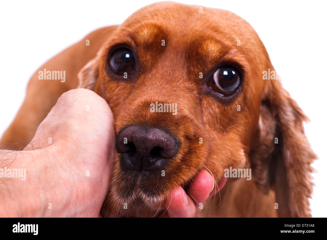 hand-caressing-english-cocker-spaniel-dog-head-isolated-on-white-background-E731A8.jpg