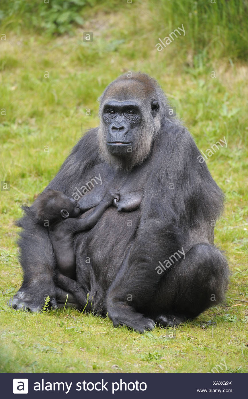 plain-gorilla-gorilla-gorilla-gorilla-female-young-animal-nurse-zoo-game-park-animals-wild-animals-mammals-monkeys-primates-apes-plain-gorilla-endangers-two-sit-breastfeed-mother-young-simian-baby-love-doting-affection-motherly-love-security-care-protection-younger-generation-hunger-drink-whole-body-meadow-wildlife-nature-XAXG2K.jpg